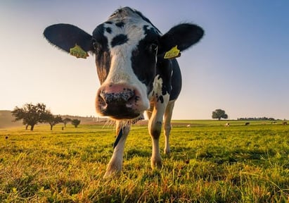 Friesland_Campina_Thumbnail